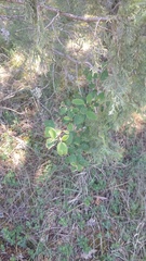 Cotoneaster tauricus
