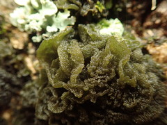 Leptogium coralloideum