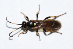 Ichneumon ultimus