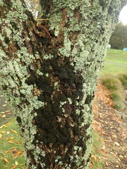 Leptogium coralloideum