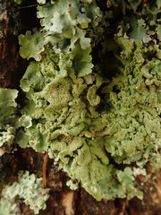 Parmotrema subtinctorium