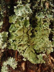 Parmotrema subtinctorium