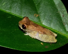 Dendropsophus brevifrons