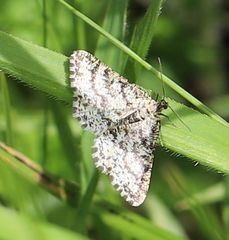 Heliomata glarearia