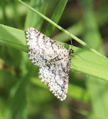 Heliomata glarearia