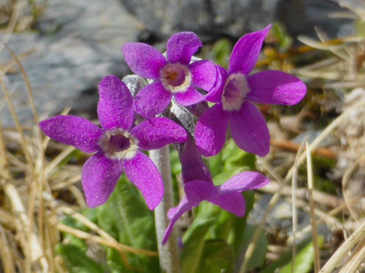 Primula pumila