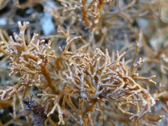 Sphaerophorus fragilis