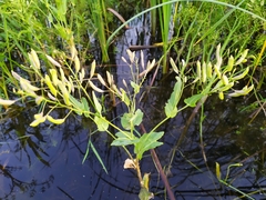 Armoracia sisymbrioides