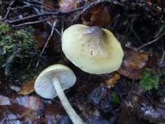 Tricholoma viridiolivaceum