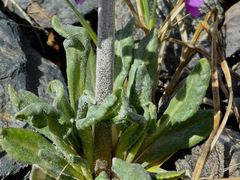 Primula pumila