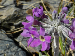 Primula pumila