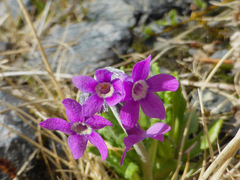 Primula pumila