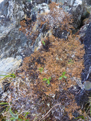 Sphaerophorus fragilis