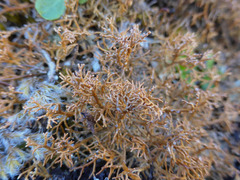 Sphaerophorus fragilis