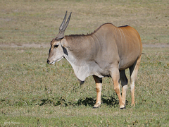 Tragelaphus oryx pattersonianus