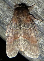 Peridea bordeloni
