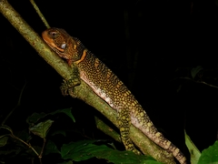 Enyalioides laticeps