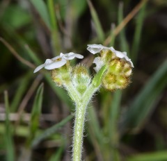 Plagiobothrys nothofulvus