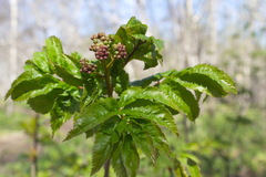 Sorbus sambucifolia