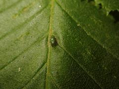 Aceria tenella