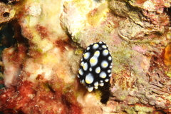 Phyllidia