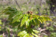 Sorbus sambucifolia