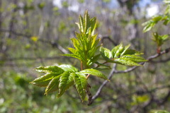 Sorbus sambucifolia