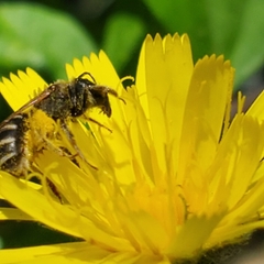 Halictus ligatus