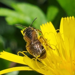 Halictus ligatus