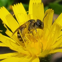 Halictus ligatus