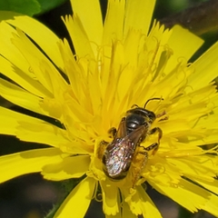 Halictus ligatus