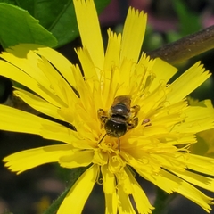 Halictus ligatus