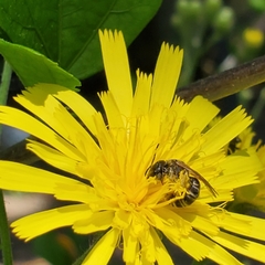 Halictus ligatus