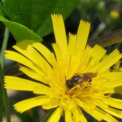 Halictus ligatus