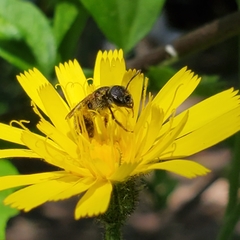 Halictus ligatus