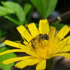 Halictus ligatus