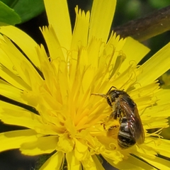 Halictus ligatus