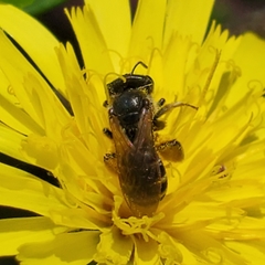 Halictus ligatus