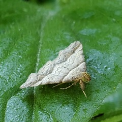 Phalaenophana pyramusalis