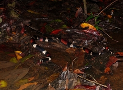 Micrurus surinamensis