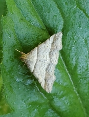 Phalaenophana pyramusalis