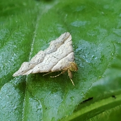 Phalaenophana pyramusalis