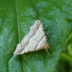 Phalaenophana pyramusalis