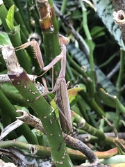 Paramantis victoriana