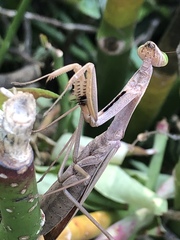 Paramantis victoriana