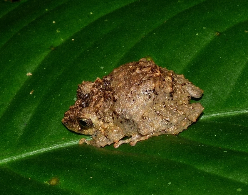 Pristimantis academicus from Maynas Province, Peru on February 2, 2016
