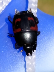 Hister quadrimaculatus
