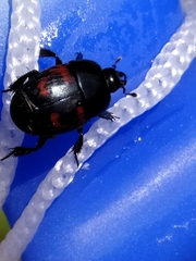 Hister quadrimaculatus