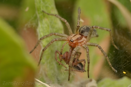 Labirintinis Piltuvininkas nuotrauka