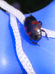Hister quadrimaculatus